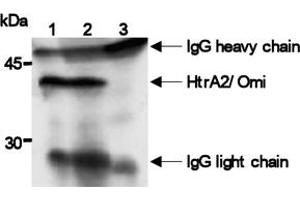 Western Blotting (WB) image for anti-HtrA Serine Peptidase 2 (HTRA2) antibody (ABIN1107619)