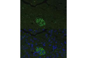 Immunofluorescence (IF) image for anti-Family with Sequence Similarity 3, Member B (FAM3B) (AA 30-235) antibody (ABIN3021391)