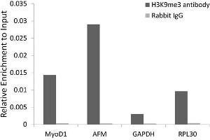 Chromatin Immunoprecipitation (ChIP) image for anti-Histone 3 (H3) (H3K9me3) antibody (ABIN3016030)