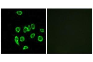 Immunofluorescence (IF) image for anti-Mitochondrial Ribosomal Protein L32 (MRPL32) (Internal Region) antibody (ABIN1850558) (MRPL32 抗体  (Internal Region))