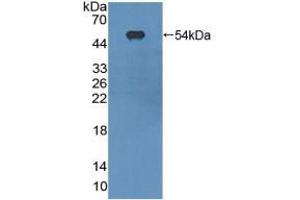 Figure. (CD11c 抗体  (AA 907-1115))