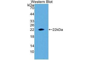 Western Blotting (WB) image for anti-Erythropoietin (EPO) (AA 28-192) antibody (ABIN3209692) (EPO 抗体  (AA 28-192))
