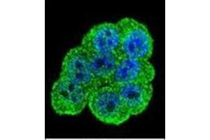 Confocal immunofluorescent analysis of DEF Antibody (N-term) Cat. (C11ORF58 抗体  (N-Term))