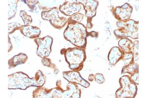 Formalin-fixed, paraffin-embedded human Placenta stained with Thymidine Phosphorylase / PD-ECGF Monoclonal Antibody (SPM322). (Thymidine Phosphorylase 抗体)
