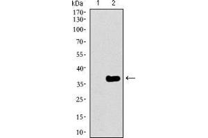 Western Blotting (WB) image for anti-GATA Binding Protein 6 (GATA6) (AA 491-557) antibody (ABIN1724831)