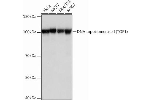 Topoisomerase I 抗体