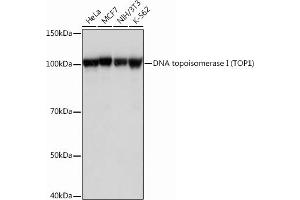 Western blot analysis of extracts of various cell lines, using DNA topoisomerase I (DNA topoisomerase I (TOP1)) Rabbit mAb (ABIN7270850) at 1:1000 dilution. (Topoisomerase I 抗体)