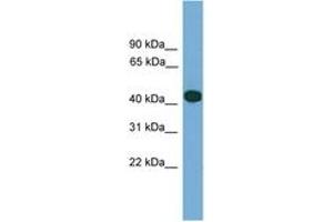 Image no. 1 for anti-serpin Peptidase Inhibitor, Clade I (Pancpin), Member 2 (SERPINI2) (AA 323-372) antibody (ABIN6746457)