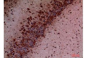 Immunohistochemistry (IHC) analysis of paraffin-embedded Mouse Brain, antibody was diluted at 1:100. (PIK3CD 抗体  (Internal Region))