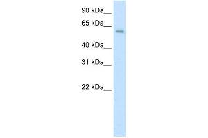Western Blotting (WB) image for anti-Apoptosis Antagonizing Transcription Factor (AATF) (C-Term) antibody (ABIN2780860)
