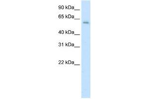 WB Suggested Anti-AATF Antibody Titration:  0. (AATF 抗体  (C-Term))