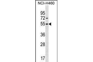MIER1 Antibody (Center) (ABIN1538157 and ABIN2850346) western blot analysis in NCI- cell line lysates (35 μg/lane). (MIER1 抗体  (AA 214-242))