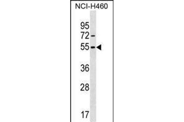 MIER1 anticorps  (AA 214-242)