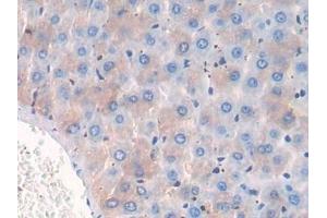 Detection of CD10 in Rat Liver Tissue using Polyclonal Antibody to Neprilysin (CD10) (MME 抗体  (AA 286-428))
