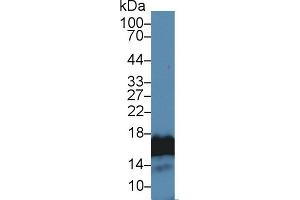 Detection of H3 in Human Lung lysate using Polyclonal Antibody to Histone H3 (H3)
