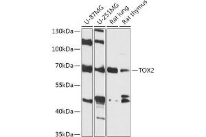 Western blot analysis of extracts of various cell lines, using TOX2 antibody (ABIN7270860) at 1:1000 dilution. (TOX2 抗体  (AA 1-140))
