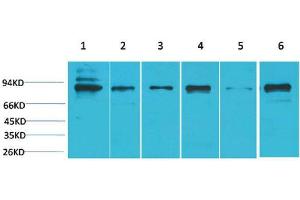 Western Blot (WB) analysis of 1) K562, 2) HeLa, 3) 3T3, 4) Mouse Heart Tissue, 5) PC12, 6) Rat Heart Tissue with STAT5bRabbit Polyclonal Antibody diluted at 1:2000. (STAT5B 抗体)