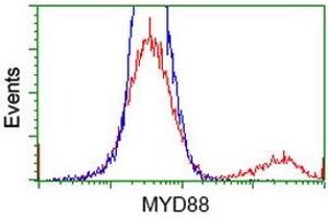 HEK293T cells transfected with either RC202253 overexpress plasmid (Red) or empty vector control plasmid (Blue) were immunostained by anti-MYD88 antibody (ABIN2453986), and then analyzed by flow cytometry. (MYD88 抗体)