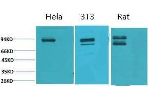 Western Blot (WB) analysis of 1) HeLa, 2) 3T3, 3) Rat Heart Tissue using Stat1 Polyclonal Antibody. (STAT1 抗体)