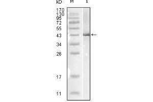 Western blot analysis using Influenza B virus Nucleoprotein mouse mAb against full-length recombinant Influenza B virus Nucleoprotein. (Nucleoprotein 抗体 (Influenza B Virus (B/Lee/40)))