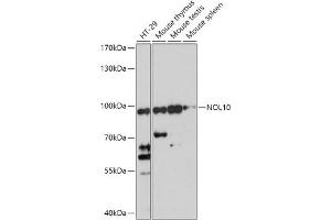 Western blot analysis of extracts of various cell lines, using NOL10 antibody (ABIN7269031) at 1:1000 dilution. (NOL10 抗体  (AA 300-400))