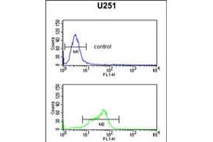 Flow cytometric analysis of U251 cells (bottom histogram) compared to a negative control (top histogram). (MAGT1 抗体  (N-Term))