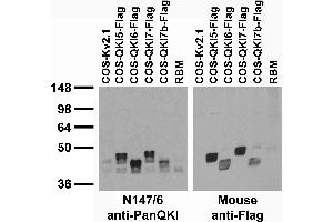 Adult rat brain membrane (RBM) and transfected cell immunoblot: extracts of RBM and COS cells transiently transfected with Flag-tagged QKI-5, QKI-6, QKI-7 and QKI-7b or untagged Kv2. (QKI 抗体  (pan))