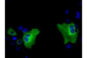 Anti-PASK mouse monoclonal antibody (ABIN2453422) immunofluorescent staining of COS7 cells transiently transfected by pCMV6-ENTRY PASK (RC209096). (PASK 抗体)