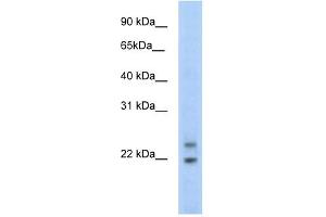 C330003B14RIK antibody (20R-1169) used at 0. (CPHX 抗体  (N-Term))