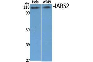 Western Blot (WB) analysis of specific cells using IARS2 Polyclonal Antibody. (IARS2 抗体  (N-Term))