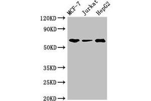 Western Blot Positive WB detected in: MCF-7 whole cell lysate, Jurkat whole cell lysate, HepG2 whole cell lysate All lanes: SHOC2 antibody at 3 μg/mL Secondary Goat polyclonal to rabbit IgG at 1/50000 dilution Predicted band size: 65, 60 kDa Observed band size: 65 kDa (SHoc2/Sur8 抗体  (AA 3-89))