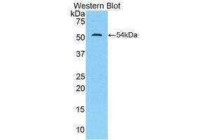 Western Blotting (WB) image for anti-Trefoil Factor 3 (Intestinal) (TFF3) (AA 23-81) antibody (ABIN1860708) (TFF3 抗体  (AA 23-81))