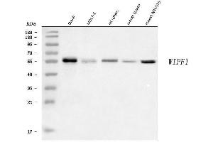 Western blot analysis of WIPF1 using anti-WIPF1 antibody (ABIN7602942).