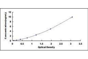 Neurocan (NCAN) ELISA Kit
