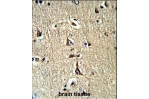 Formalin-fixed and paraffin-embedded human brain tissue reacted with GPD1 Antibody (N-term), which was peroxidase-conjugated to the secondary antibody, followed by DAB staining. (GPD1 抗体  (N-Term))