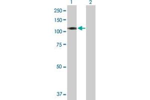 Western Blot analysis of BEND2 expression in transfected 293T cell line by BEND2 MaxPab polyclonal antibody.