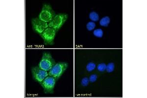 Immunofluorescence (IF) image for anti-TNF Receptor-Associated Factor 2 (TRAF2) (C-Term) antibody (ABIN190911)