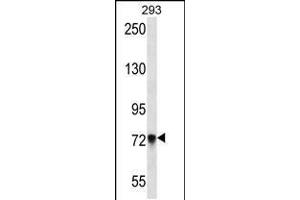 Western blot analysis in 293 cell line lysates (35ug/lane). (PCDHb5 抗体  (AA 278-307))