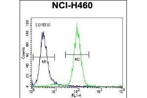 ACHE Antibody (N-term) (ABIN392325 and ABIN2841973) flow cytometric analysis of NCI- cells (right histogram) compared to a negative control cell (left histogram). (Acetylcholinesterase 抗体  (N-Term))