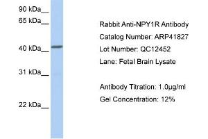 Western Blotting (WB) image for anti-Neuropeptide Y Receptor Y1 (NPY1R) (Middle Region) antibody (ABIN502177) (NPY1R 抗体  (Middle Region))