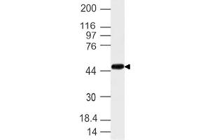 Image no. 1 for anti-Nuclear Receptor Subfamily 2, Group F, Member 6 (NR2F6) (AA 210-400) antibody (ABIN5027402) (NR2F6 抗体  (AA 210-400))