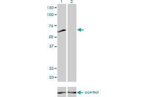 Western blot analysis of PPP3CB over-expressed 293 cell line, cotransfected with PPP3CB Validated Chimera RNAi (Lane 2) or non-transfected control (Lane 1). (PPP3CB 抗体  (AA 435-524))