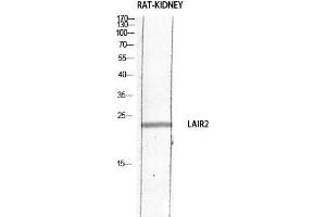 Western Blot (WB) analysis of Rat Kidney lysis using LAIR2 antibody. (LAIR2 抗体)