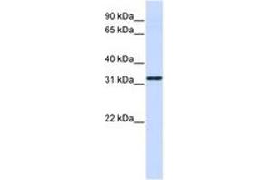 Image no. 1 for anti-Nanos Homolog 1 (NANOS1) (AA 108-157) antibody (ABIN6740717) (Nanos Homolog 1 抗体  (AA 108-157))