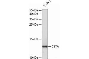 Western blot analysis of extracts of THP-1 cells using CSTA Polyclonal Antibody at dilution of 1:1000. (CSTA 抗体)