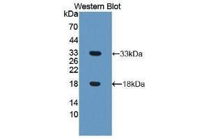 Western Blotting (WB) image for anti-Coiled-Coil Domain Containing 80 (CCD80) (AA 635-906) antibody (ABIN1858277) (CCDC80 抗体  (AA 635-906))