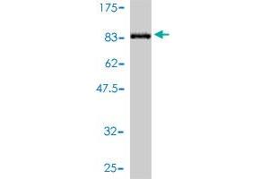 Western Blot detection against Immunogen (74. (IFRD2 抗体  (AA 1-442))