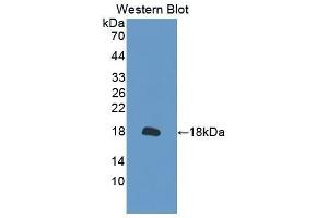 Western Blotting (WB) image for anti-Peroxiredoxin 2 (PRDX2) (AA 6-164) antibody (ABIN1860303) (Peroxiredoxin 2 抗体  (AA 6-164))