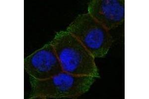 Immunofluorescence (IF) image for anti-Death-Domain Associated Protein (DAXX) antibody (ABIN1106953) (DAXX 抗体)