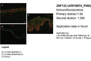 Image no. 2 for anti-Zinc Finger Protein 133 (ZNF133) (N-Term) antibody (ABIN405011) (ZNF133 抗体  (N-Term))